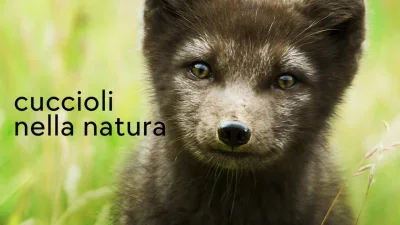 Cuccioli nella natura